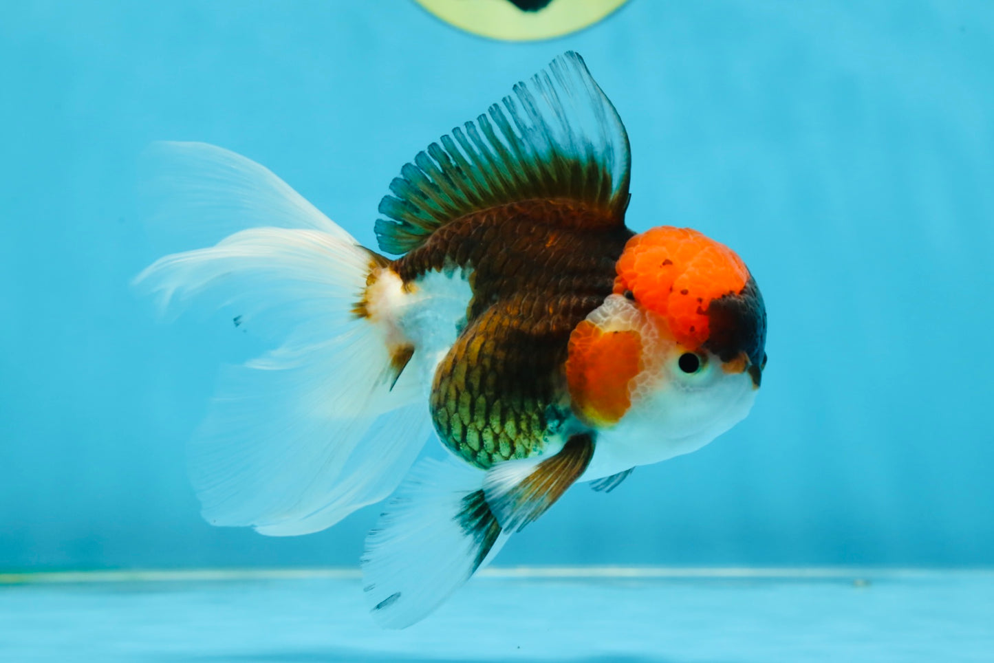 Young Tricolor Oranda Male 4.5 inches #061325_02