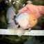 A Grade Marble Oranda Male 6-6.5 inches #042426OR_11