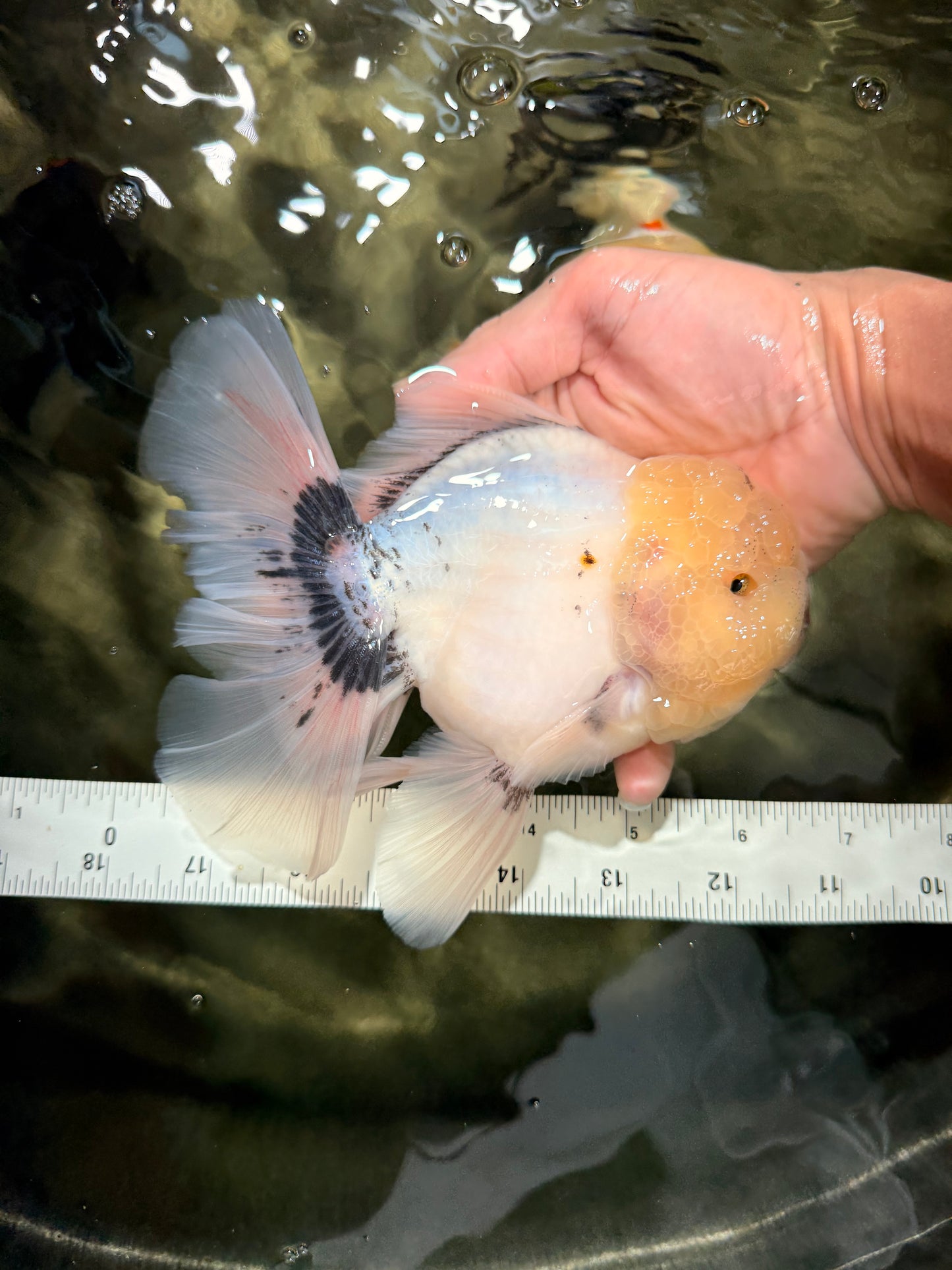 A Grade Marble Oranda Male 6-6.5 inches #042426OR_11