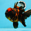 AAA Grade Tiger Oranda Male 6-6.5 inches #0927OR_01