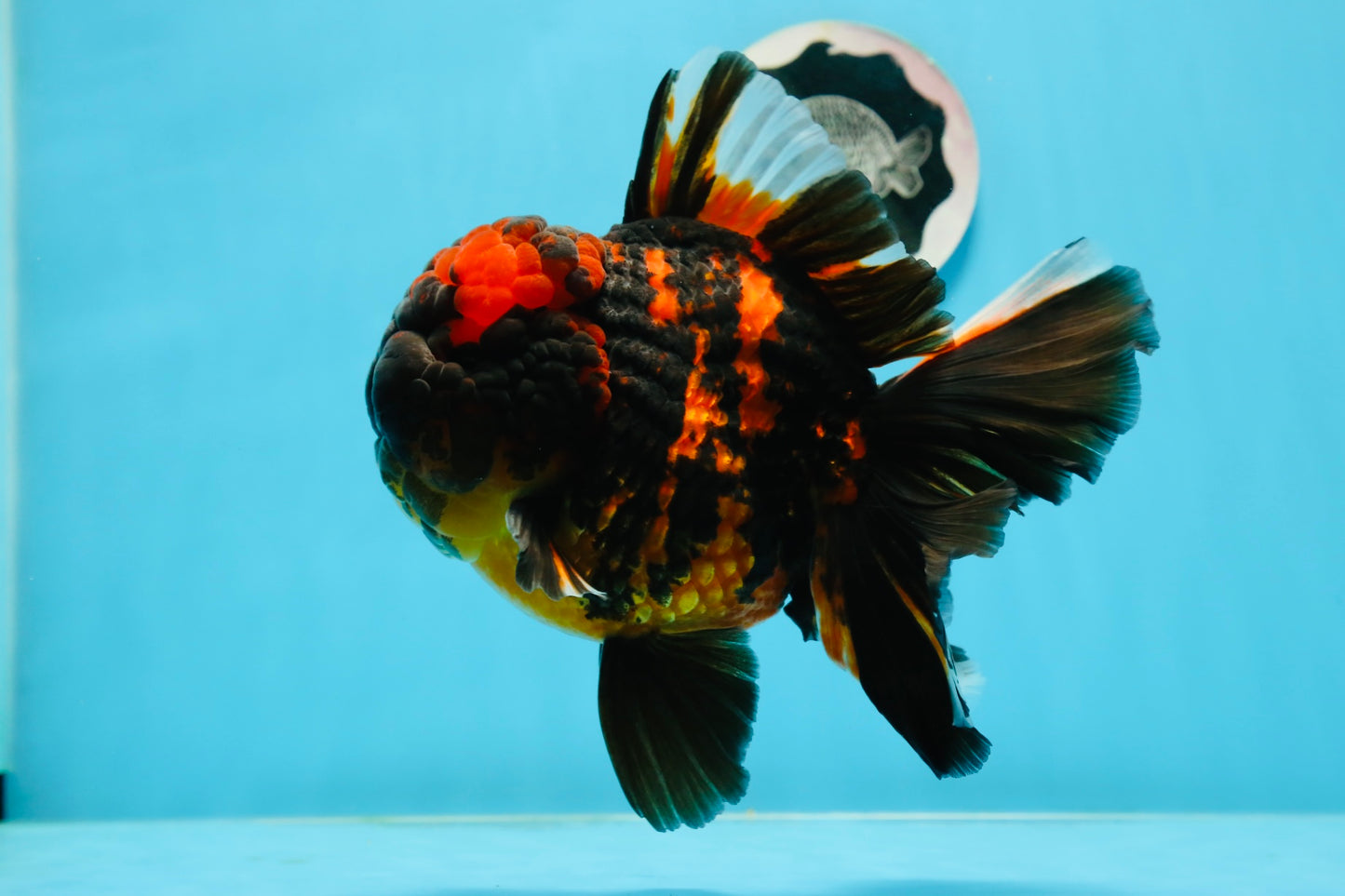 AAA Grade Tiger Oranda Male 6-6.5 inches #0927OR_01