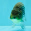 UNIQUE AAA Grade Blue Ranchu Male 5 inches #071026RC_10