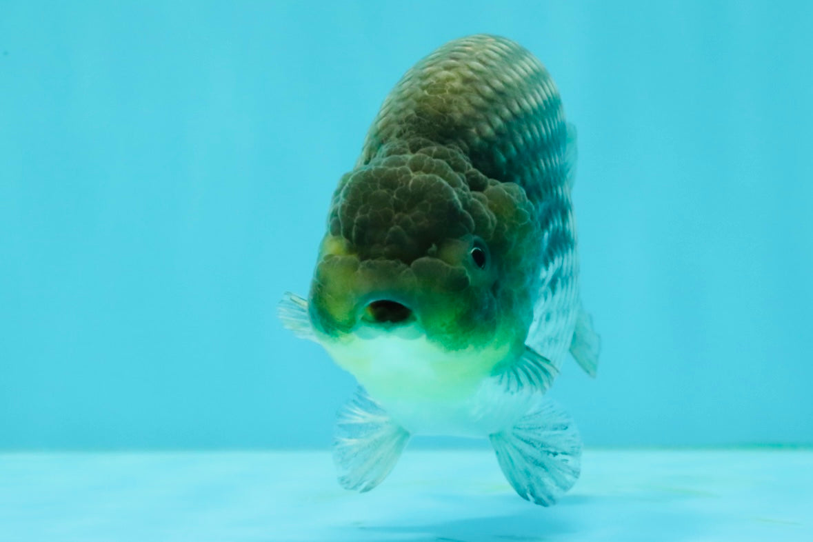 UNIQUE AAA Grade Blue Ranchu Male 5 inches #071026RC_10
