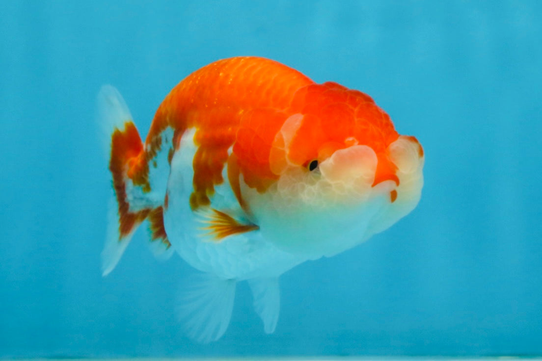 A Grade Red White LionQueen 4 inches #112125LC_10