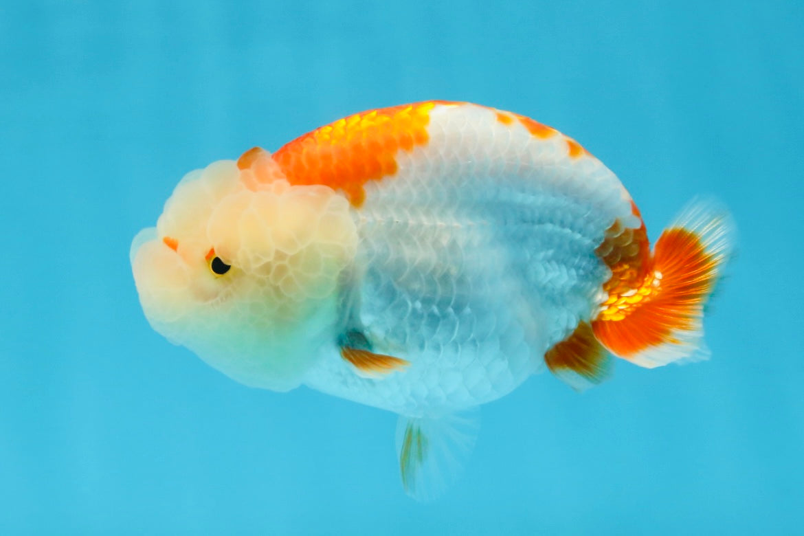 ADORABLE AAA Grade Red White LionQueen 4 inches #102425LC_16