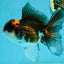 A Grade Tricolor Lava Head Oranda Male 5-5.5 inches #120624OR_03