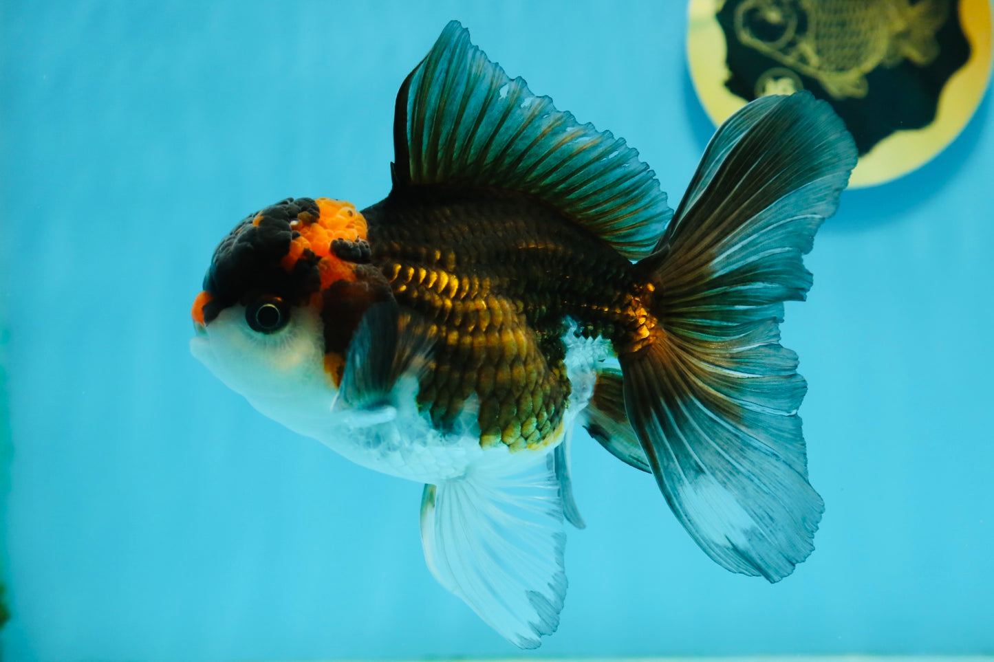 A Grade Tricolor Lava Head Oranda Male 5-5.5 inches #120624OR_03