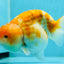 Sakura Blue Base Ranchu Female 5.5 inches #0126RC_04