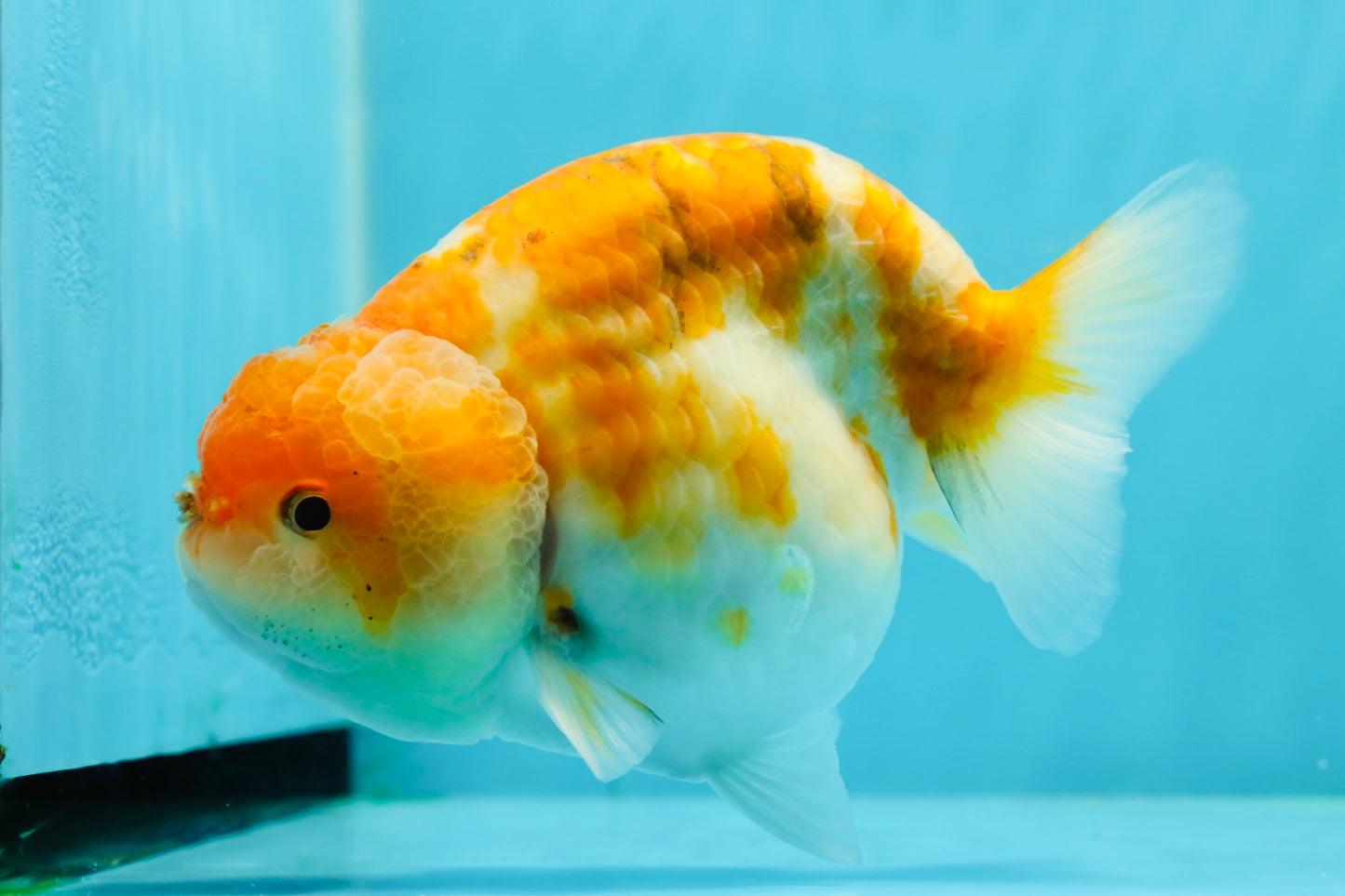 Sakura Blue Base Ranchu Hembra 5,5 pulgadas #0126RC_04