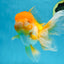 Orange White Oranda Female 5.5 inches #071125OR_07