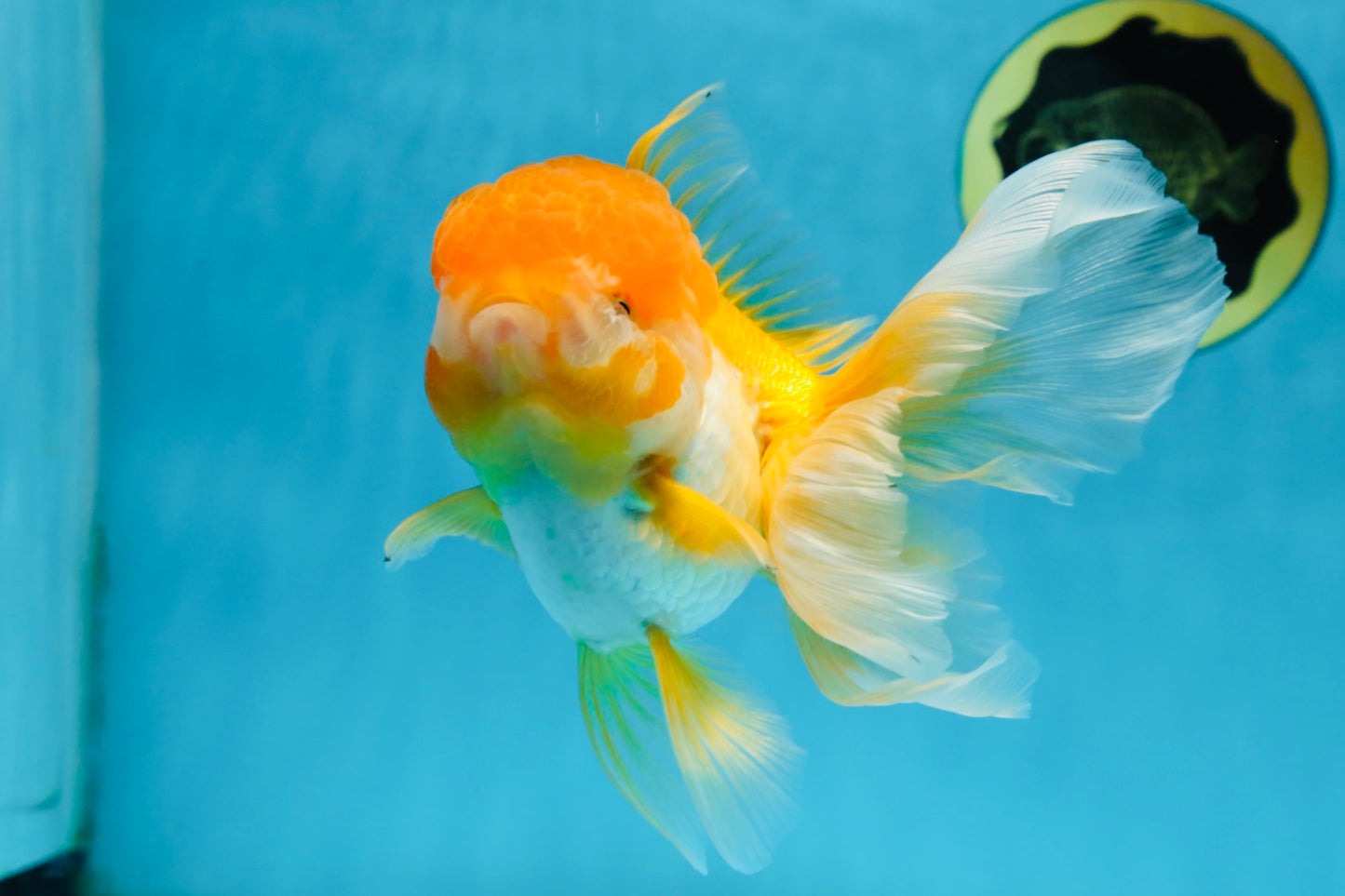 Orange White Oranda Female 5.5 inches #071125OR_07