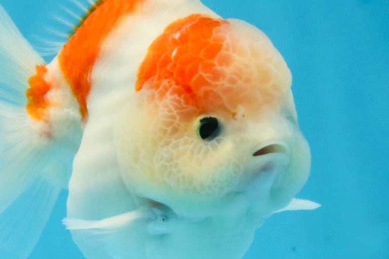 ADORABLE A Grade Sakura Yuanbao Male 4 inches #110725YB_10