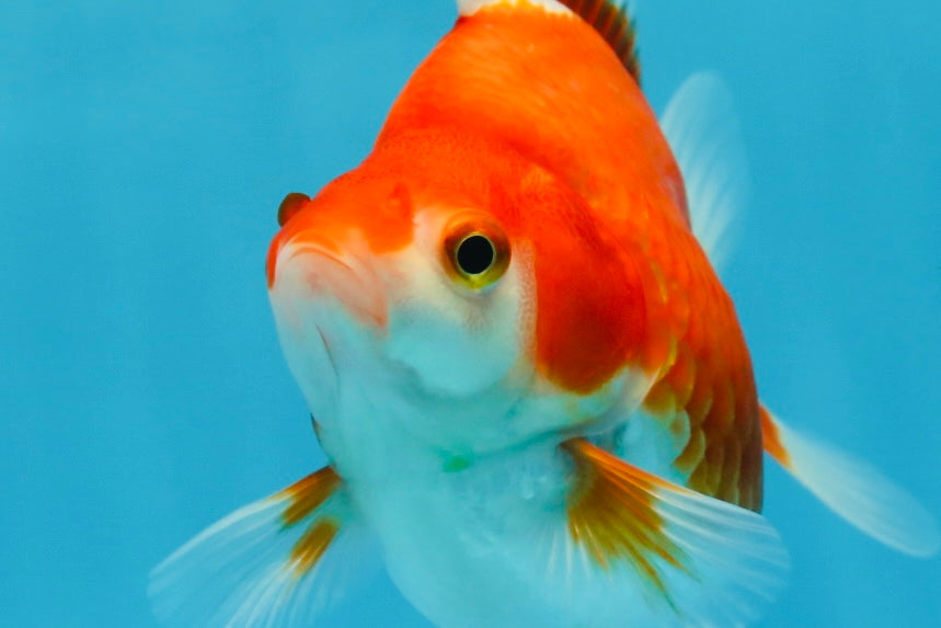 A Grade Red White Ryukin Female 5 inches #071125RK_20