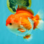 SPECIAL AAA Grade Red White Yuanbao Male 5-5.5 inches #050826YB_09