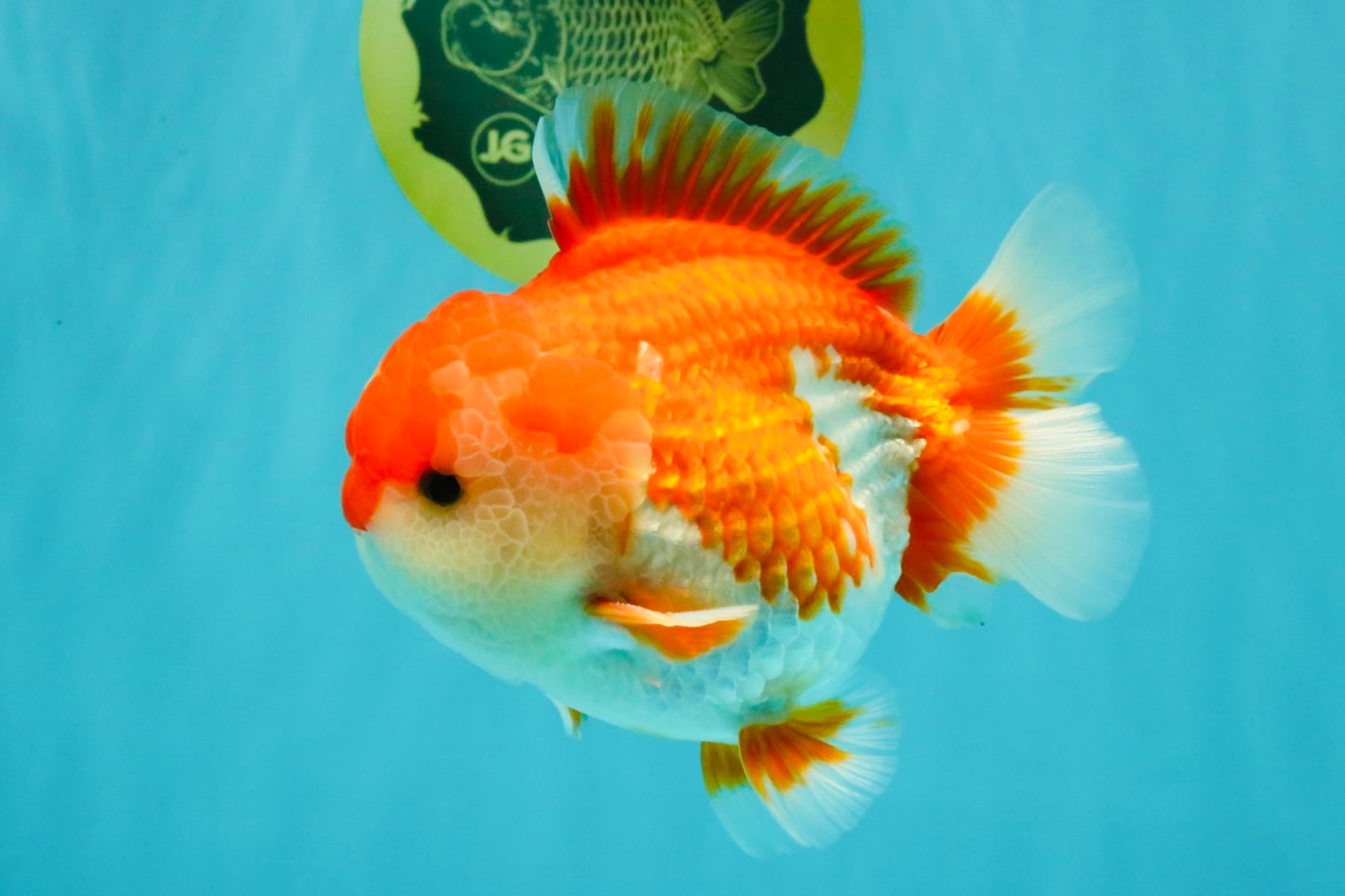 SPECIAL AAA Grade Red White Yuanbao Male 5-5.5 inches #050826YB_09