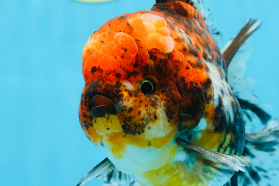 AAA Grade Calico Oranda Male 6 inches #101725OR_23