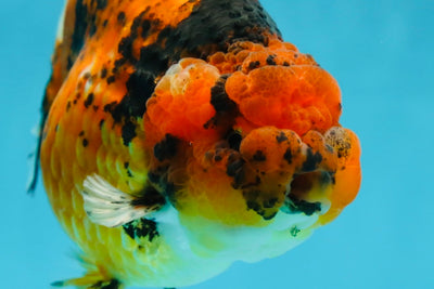 AAA Grade Tiger LionKing 5-5.5 inches #050925LC_05