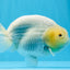 AAA Grade Lemonhead Strong Body Structure Ranchu Male 5.5 inches #0712RC_04