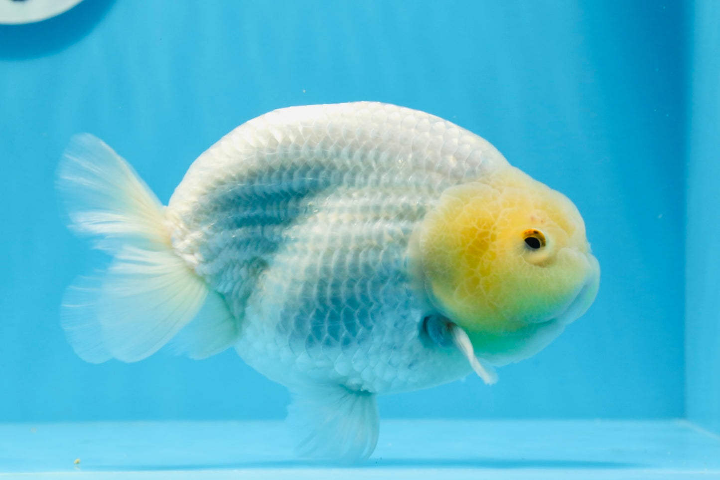 AAA Grade Lemonhead Strong Body Structure Ranchu Male 5.5 inches #0712RC_04