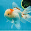 A Grade STUNNING Red White Oranda Male 5.5-6  inches #051625OR_25