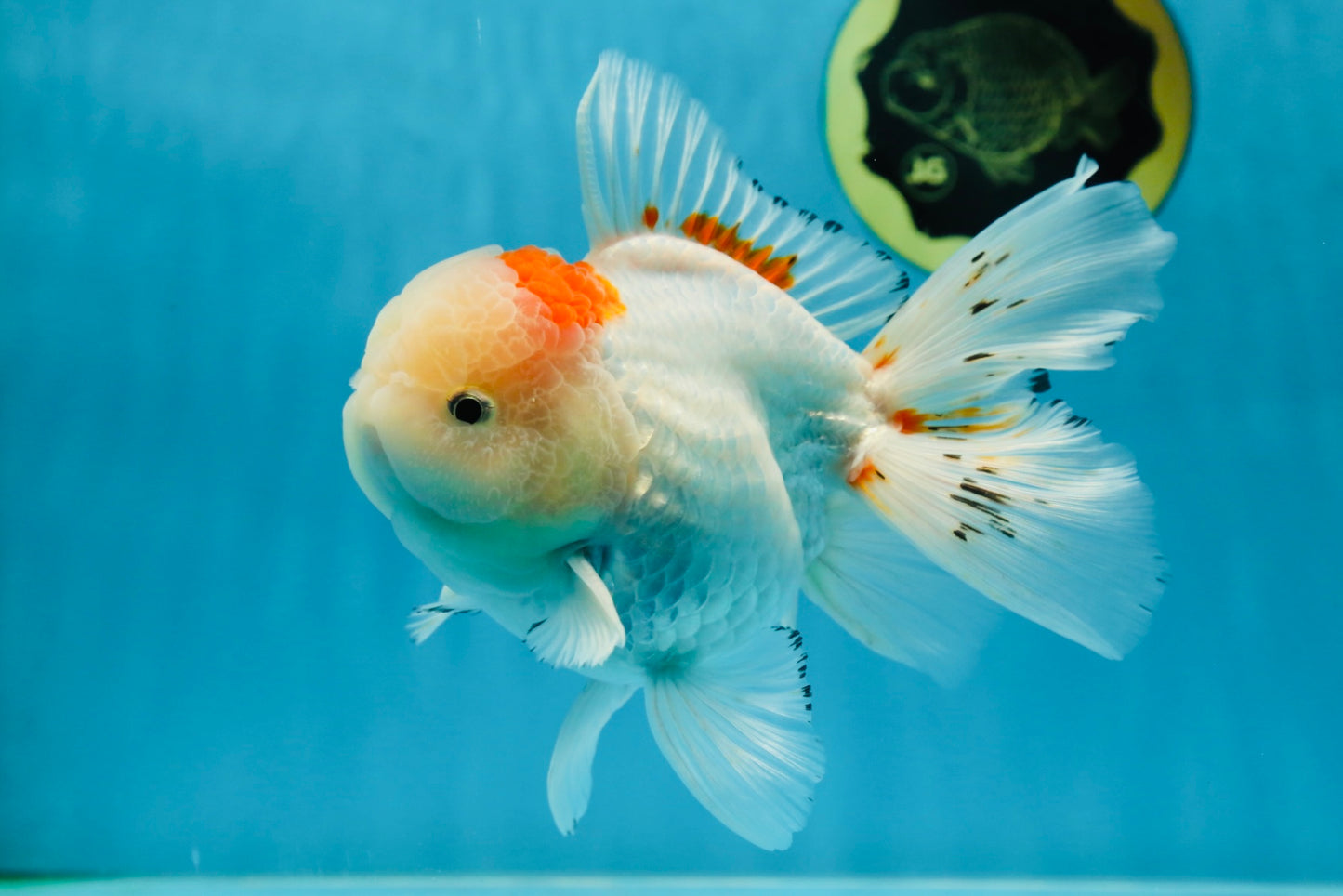 A Grade STUNNING Red White Oranda Male 5.5-6  inches #051625OR_25
