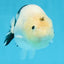 A Grade Chinese Cow Ranchu Female 4.5-5 inches #101725RC_18
