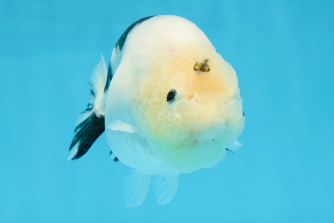 A Grade Chinese Cow Ranchu Female 4.5-5 inches #101725RC_18