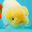 A Grade Lipsticks Lemonhead Orange Tail LionQueen 3.5-4 inches #0202LC_13