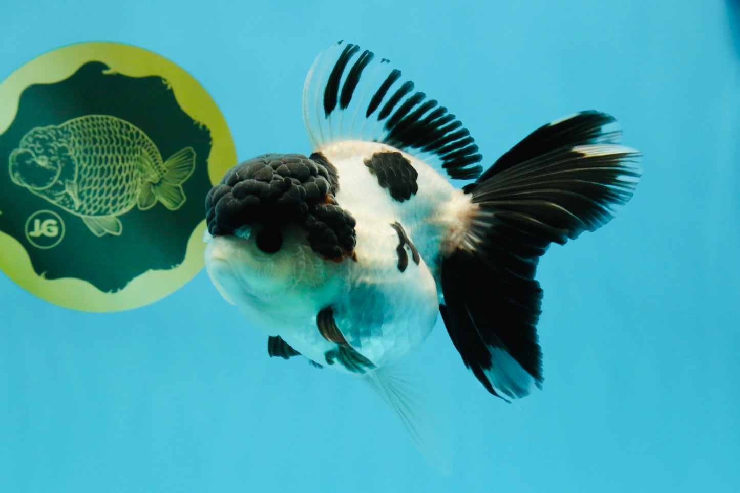 A Grade Tricolor Oranda Female 5.5 inches #022726OR_30