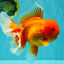AAA Grade Super Jumbo Red White  Oranda Male 8-8.5 inches #062626OR_04