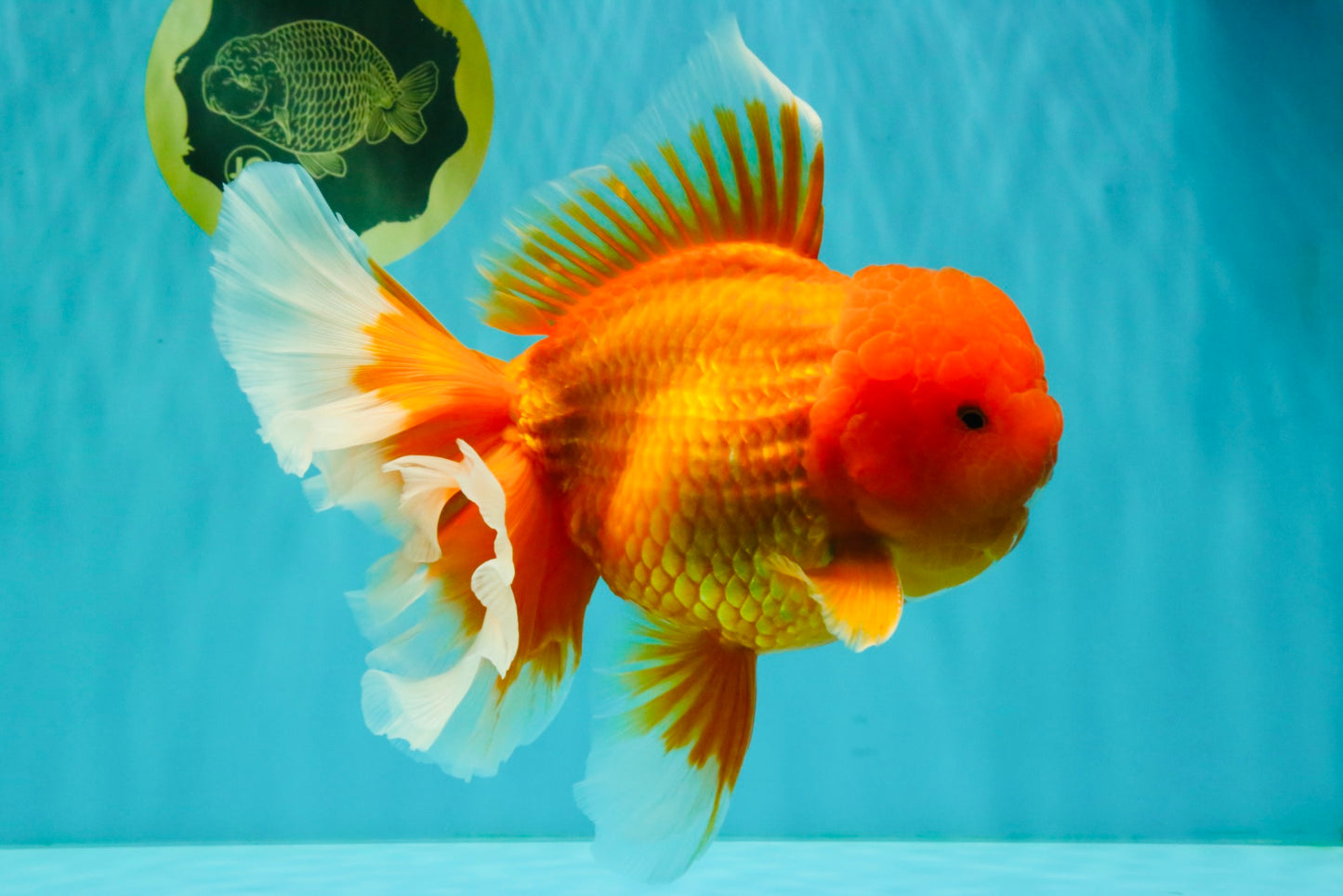 AAA Grade Super Jumbo Red White  Oranda Male 8-8.5 inches #062626OR_04