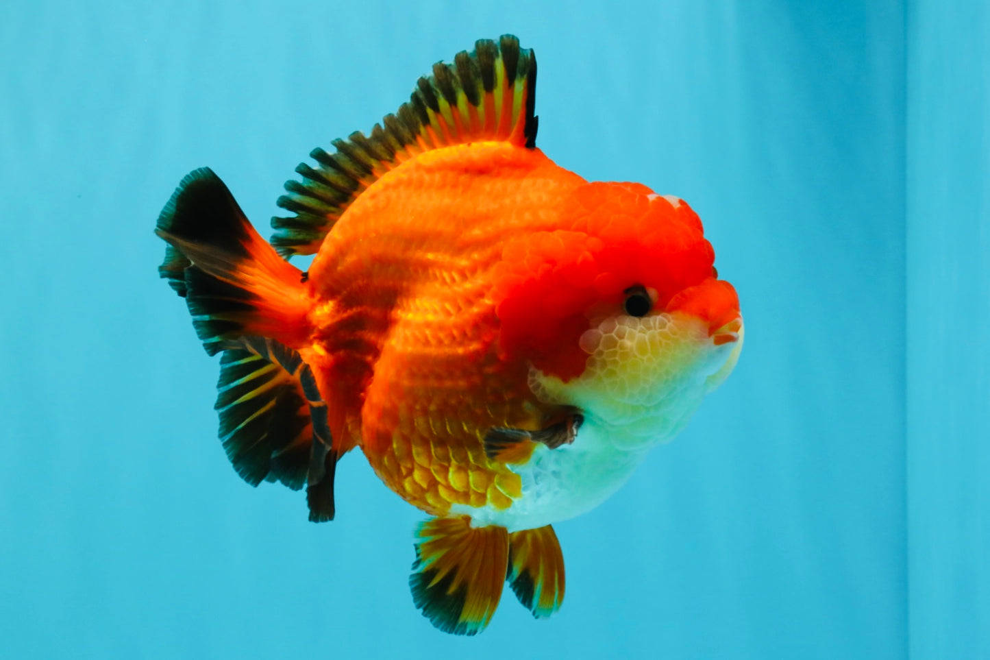 TOMATO AAA Grade Apache Yuanbao Male 5  inches #022726YB_05