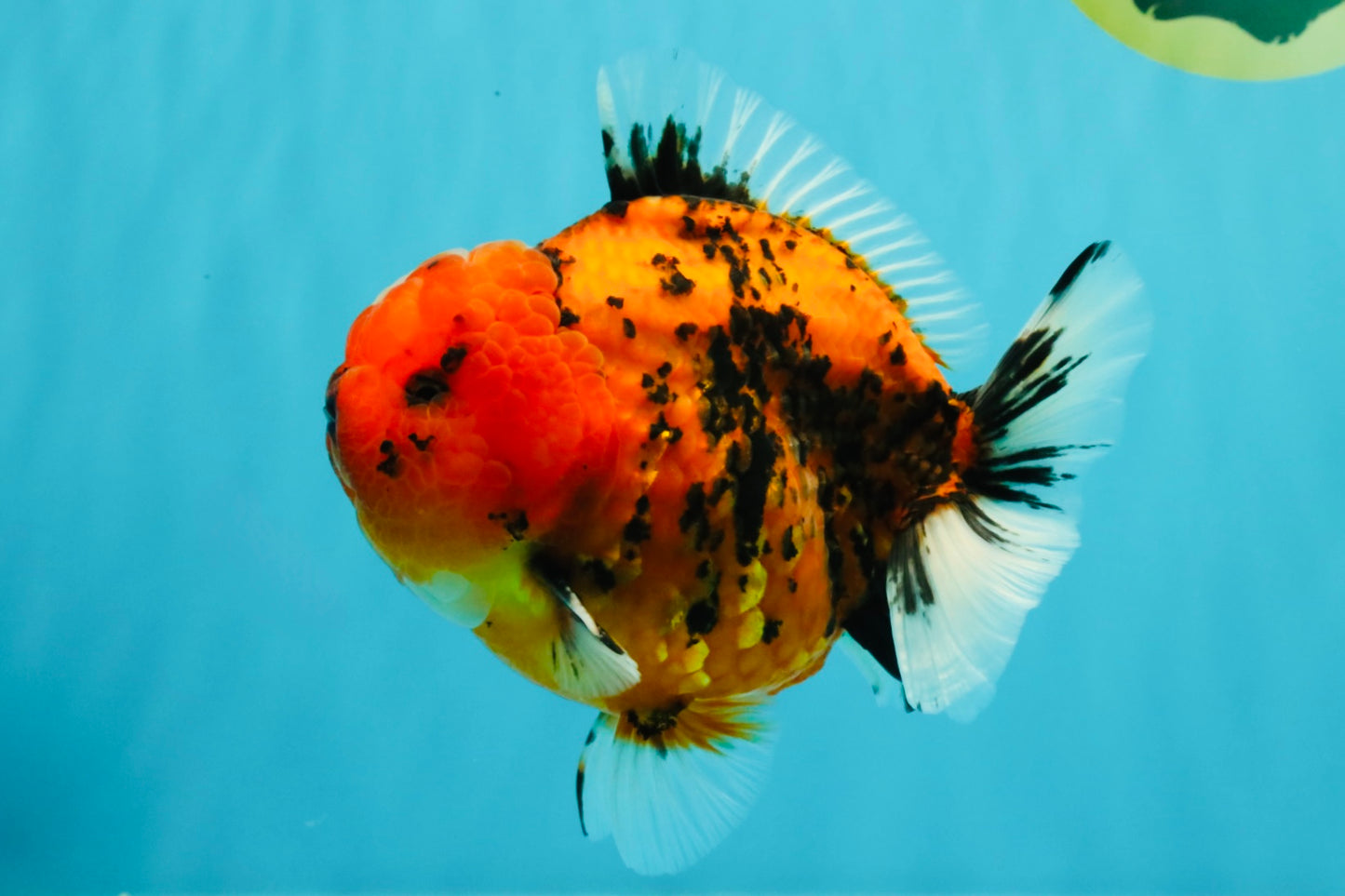 AAA Grade Godzilla Tiger Yuanbao Male 5-5.5  inches #031326YB_21