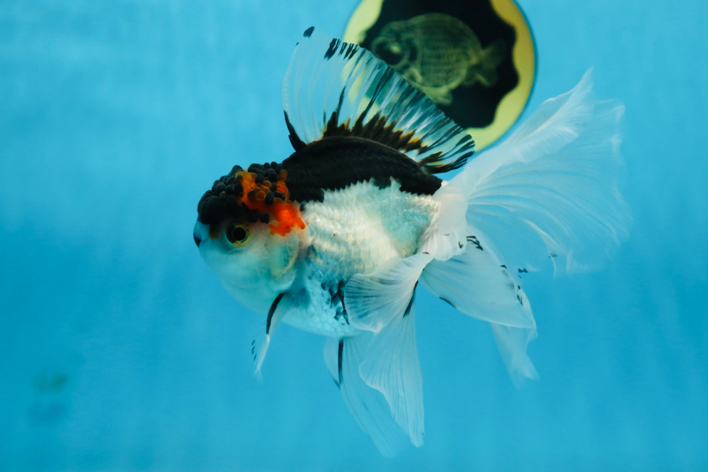 Tricolor Oranda Female 6 inches #090525OR_21