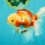 CHICKIE A Grade Red White Oranda Male 5.5 inches #101626OR_08