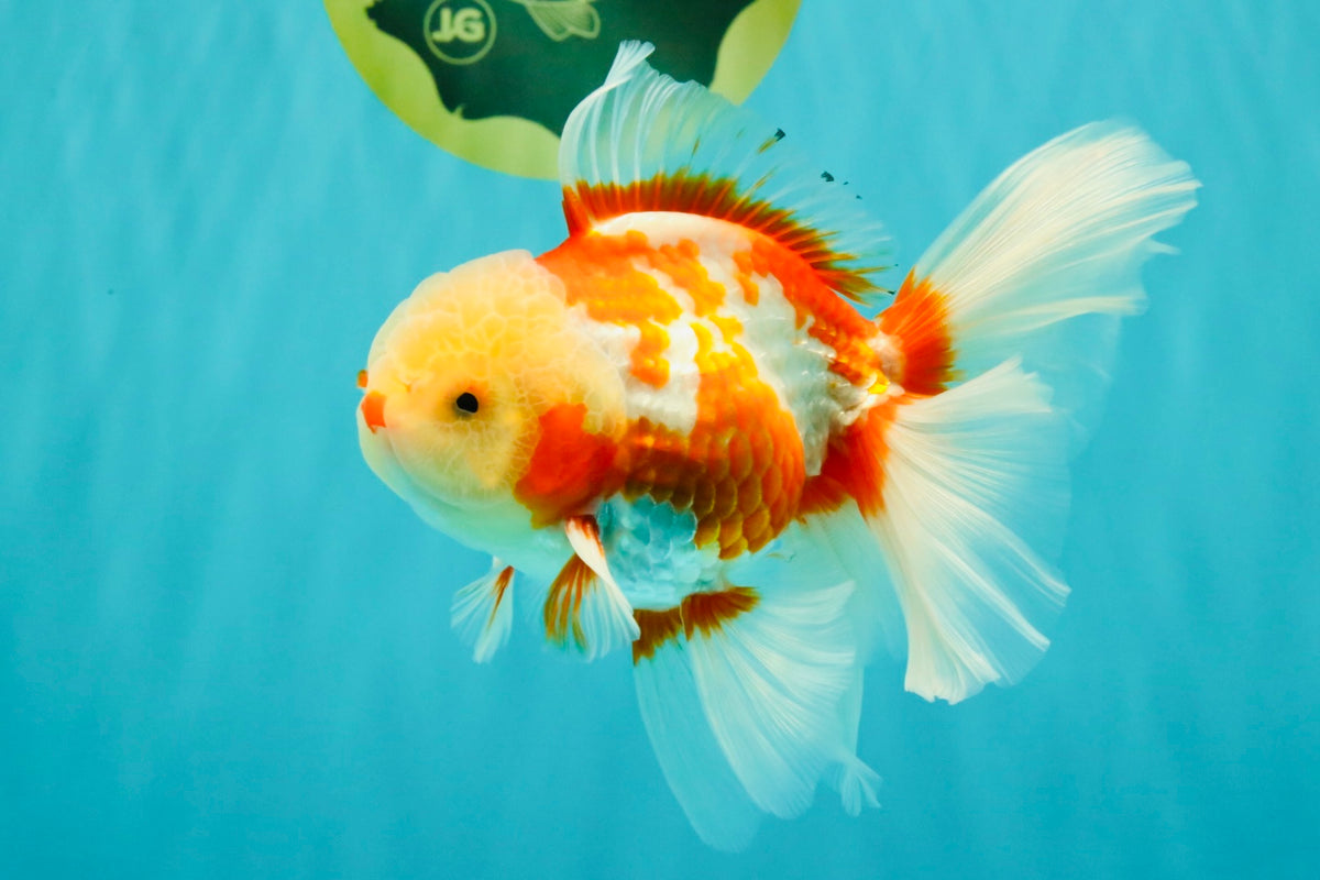 CHICKIE A Grade Red White Oranda Male 5.5 inches #101626OR_08