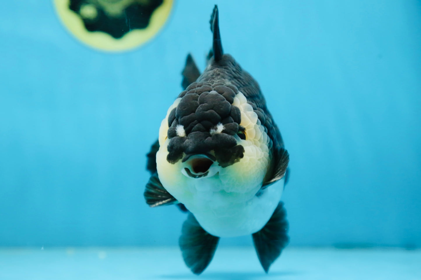 AAA Grade Panda Yuanbao Male 6 inches #091225YB_01