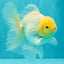 A Grade Strong Body Structure White Oranda Male 5.5-6 inches #062626OR_24