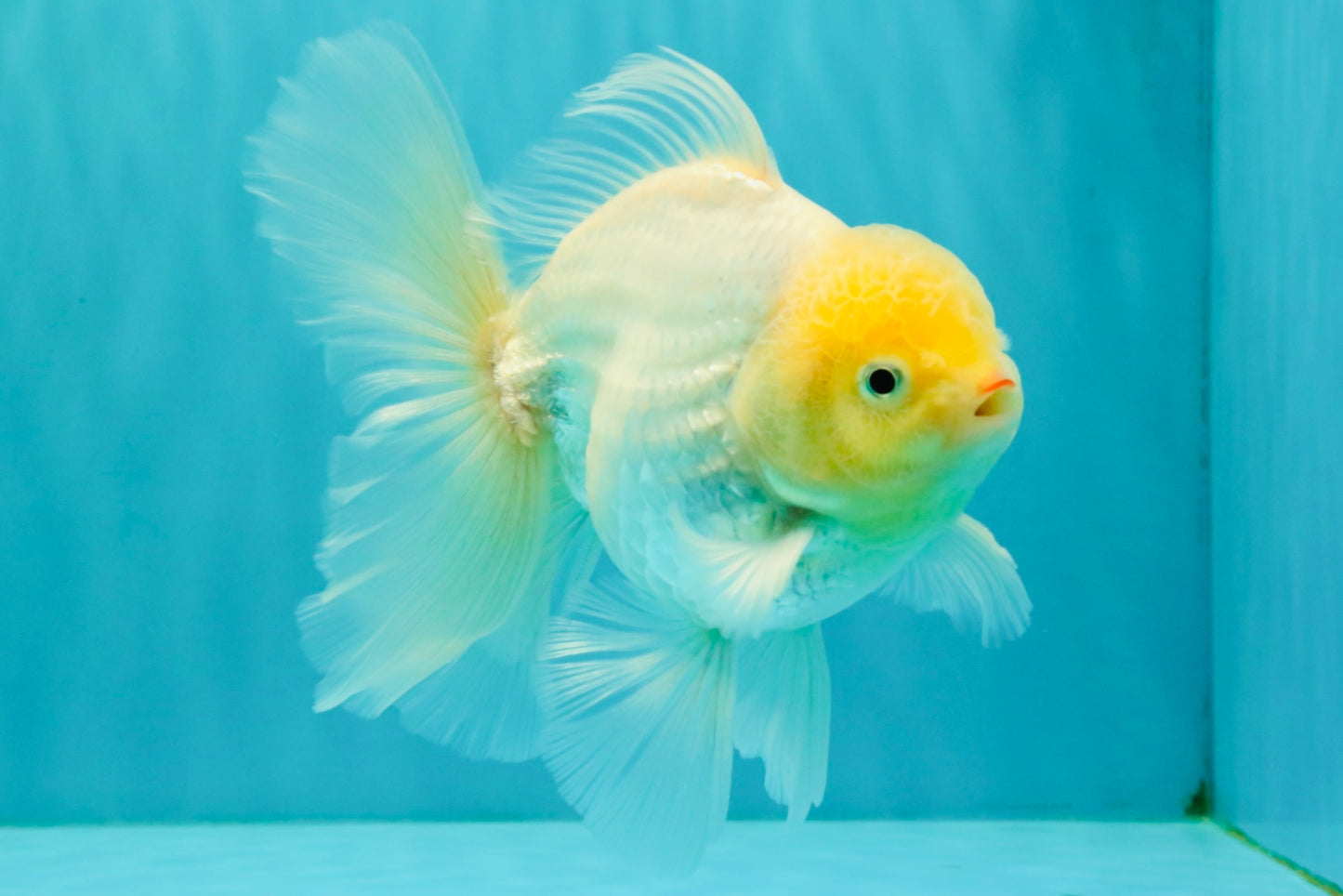 A Grade Strong Body Structure White Oranda Male 5.5-6 inches #062626OR_24