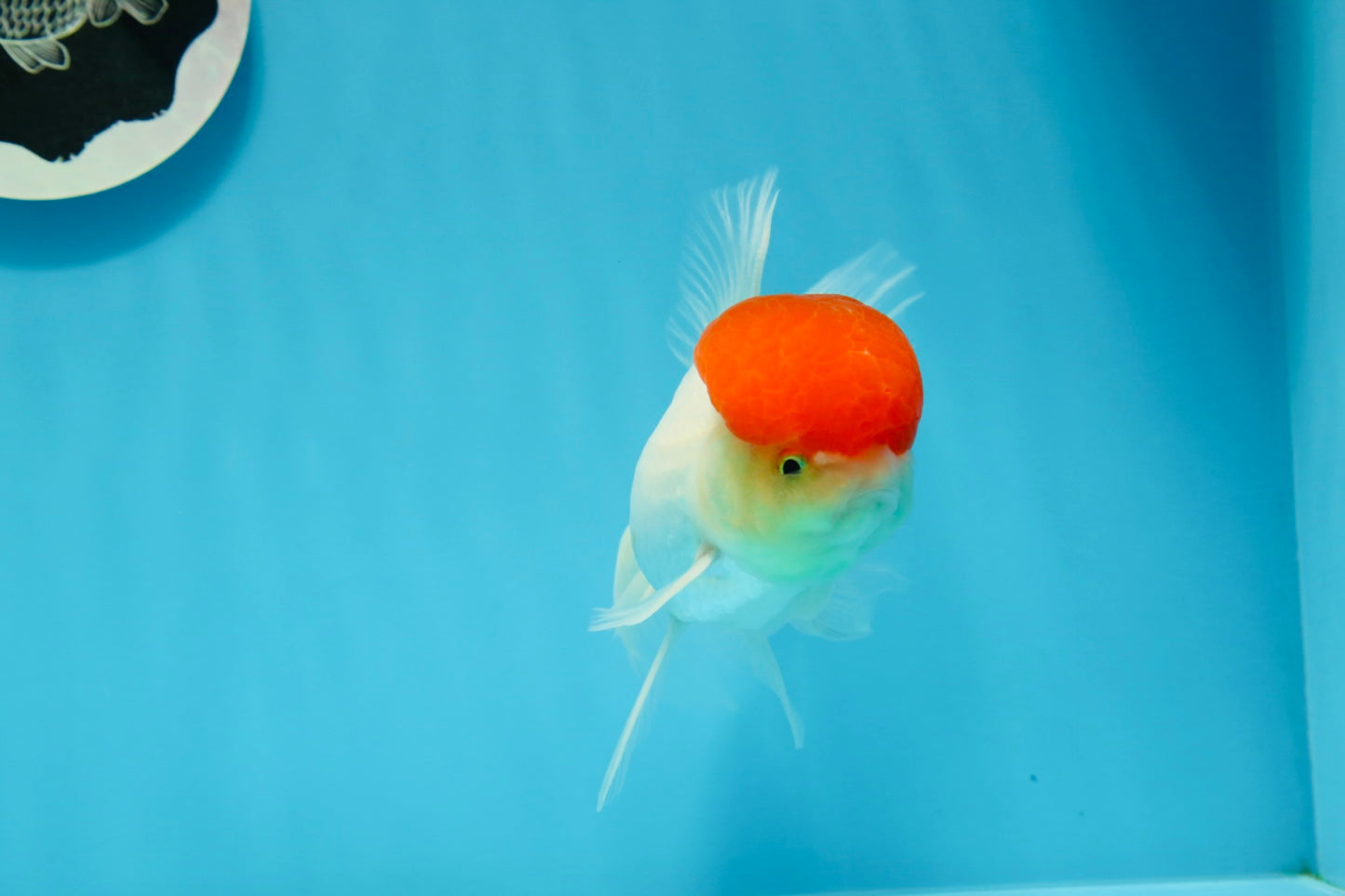 Oranda de gorra roja macho de 4,5 pulgadas #0927OR_22