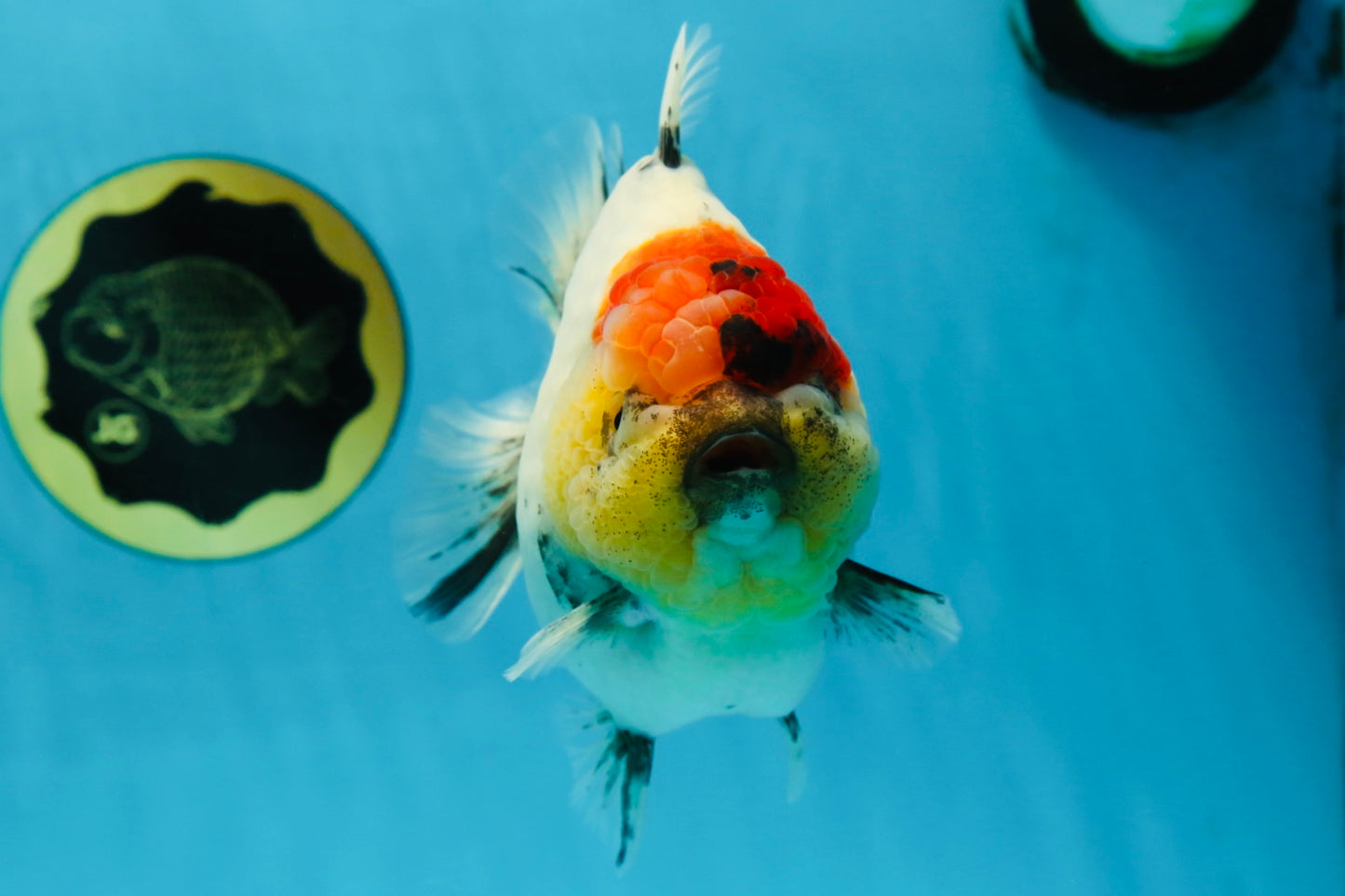 AAA Grade Godzilla Marble Yuanbao Female 5-5.5 inches #053025YB_01