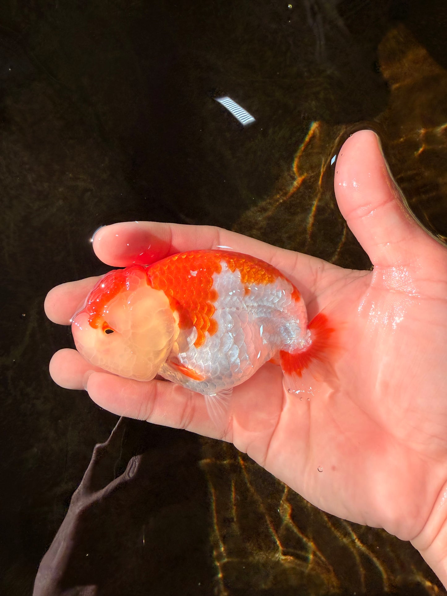 SUPER CUTE AAA Grade Red White LionQueen 4  inches #102425LC_14