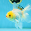 Little Chicken Lemonhead Oranda Male 4.5 inches #011725OR_03