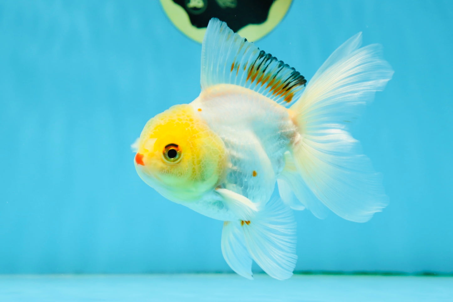 Little Chicken Lemonhead Oranda Male 4.5 inches #011725OR_03