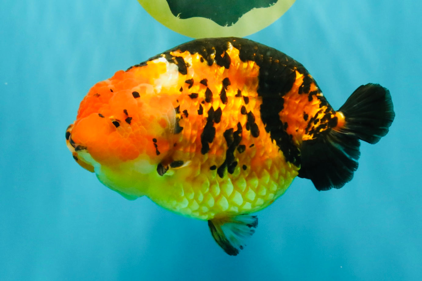 Jumbo Tricolor Chinese Ranchu Female 6.5 inches #032026RC_28