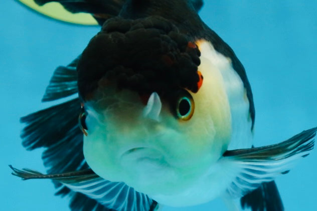 A Grade Tricolor Oranda Female 5-5.5 inches #070425OR_21