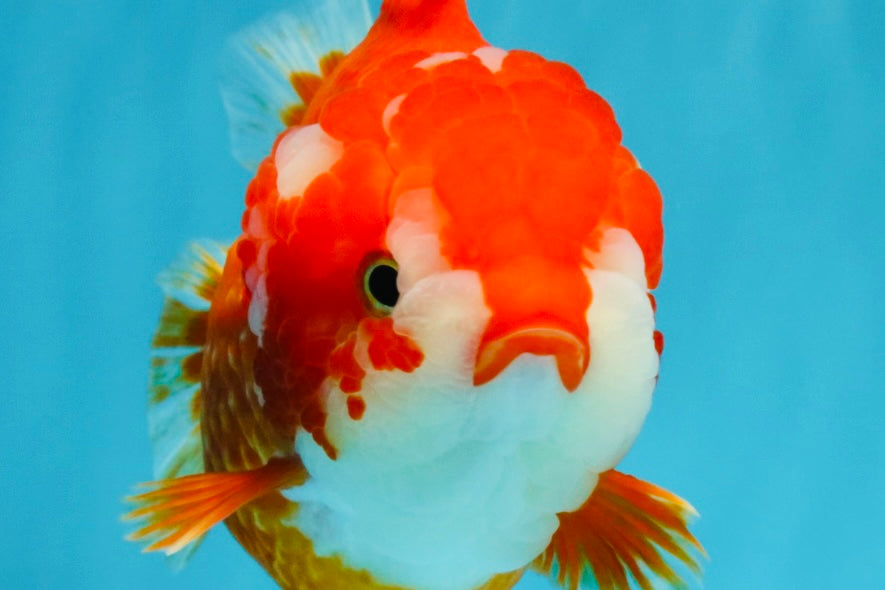 CHUBBY AAA Grade Red White Yuanbao Female 5.5 inches #041026YB_23