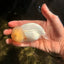 White Lionchu Female 4 inches #051526LC_13