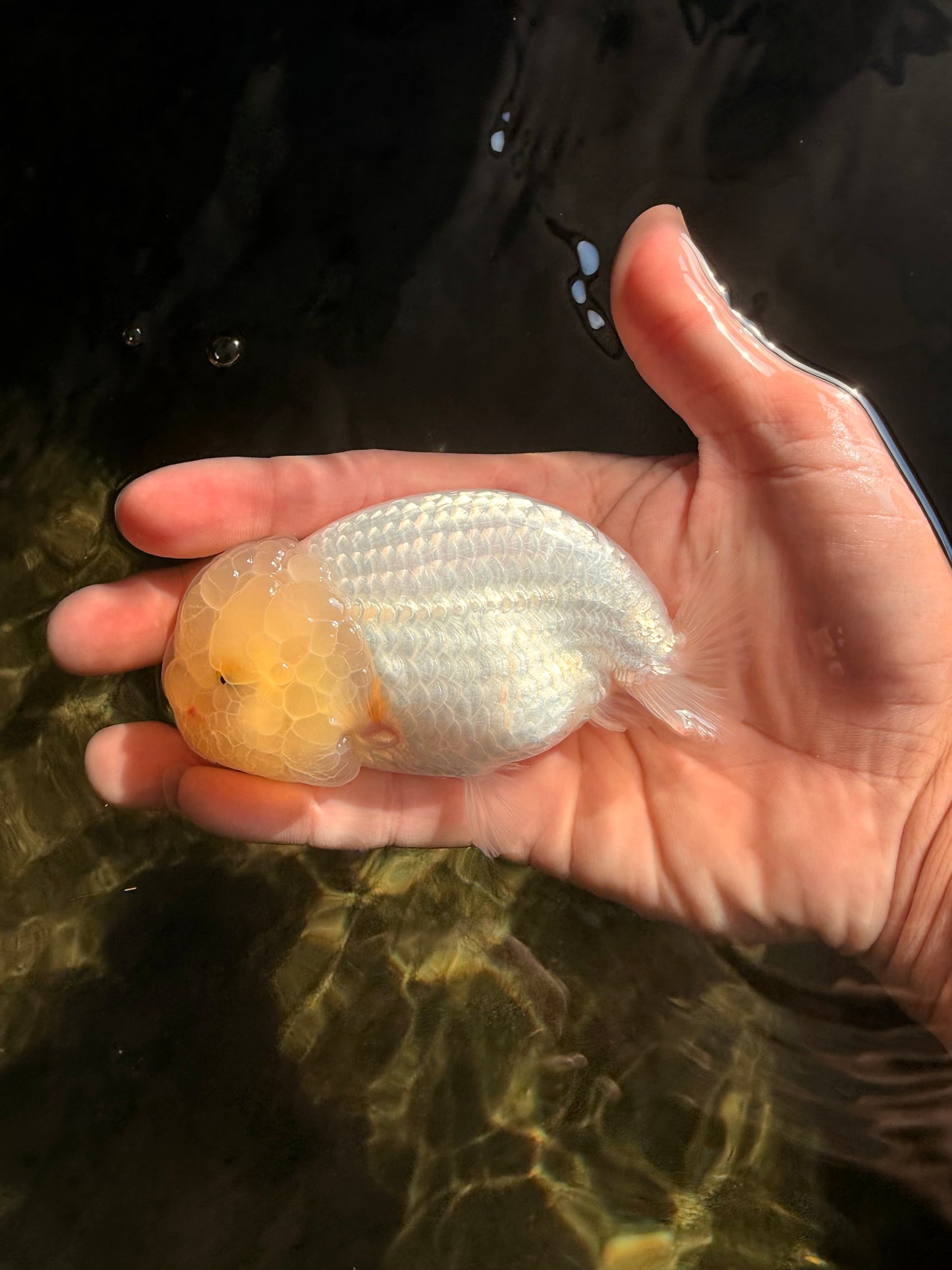 White Lionchu Female 4 inches #051526LC_13