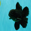 A Grade Black Oranda Male 5-5.5 inches #101626OR_02
